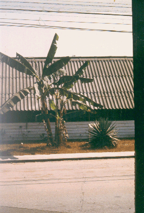Palm